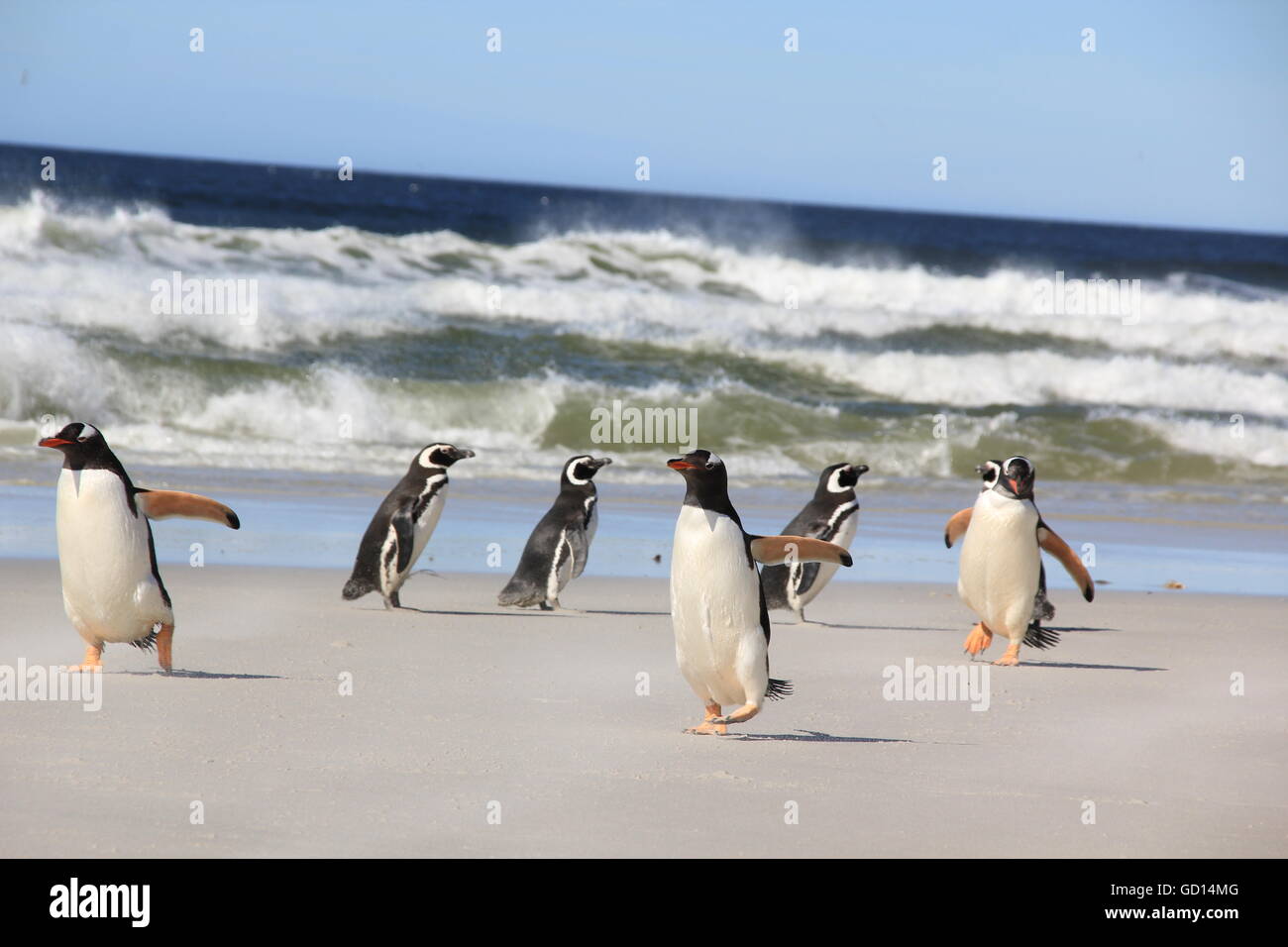 Gentoo und Magellanic Penguin zusammen am Strand, Falkland-Inseln Stockfoto