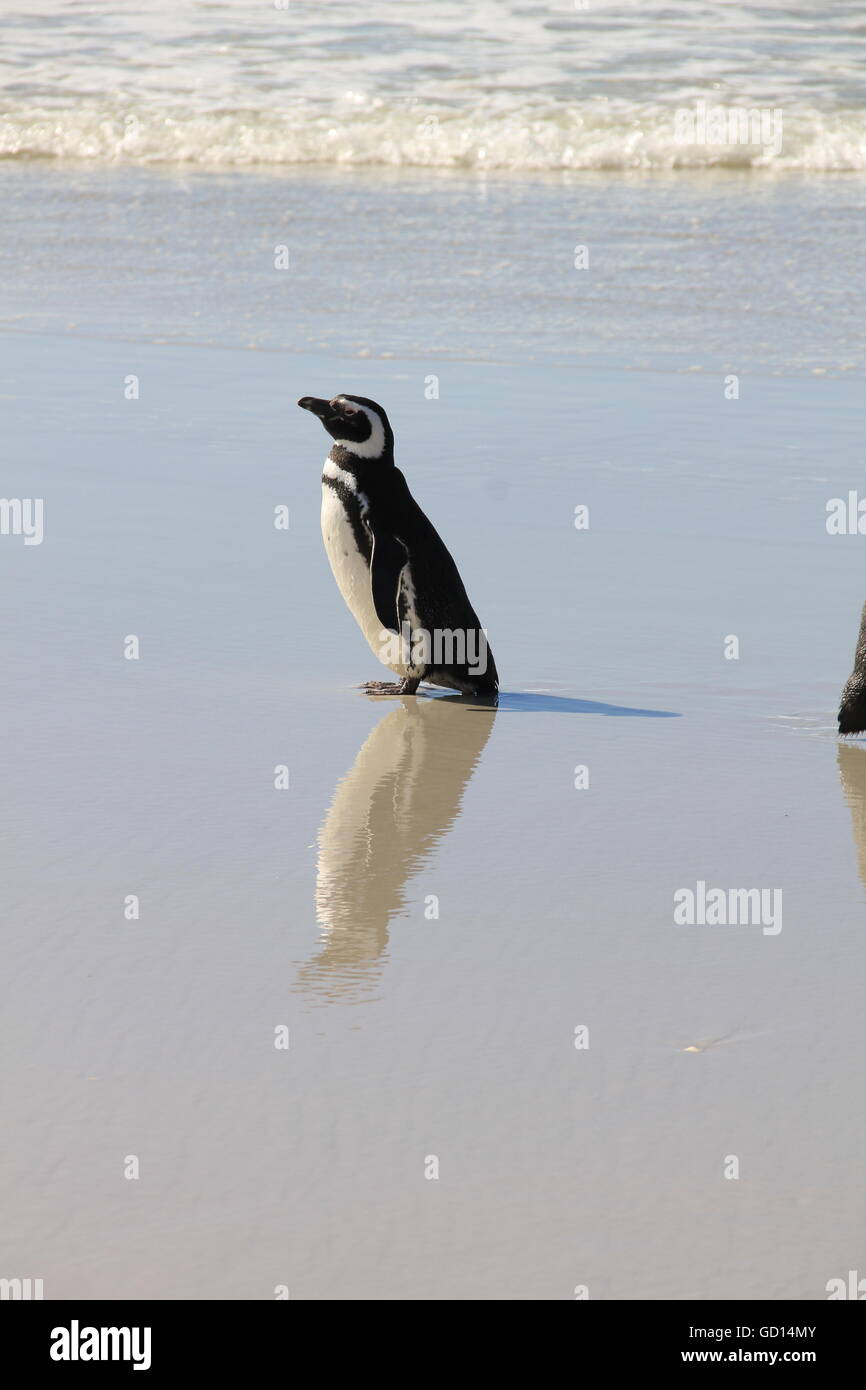 Magellanic Penguin walking am Strand Stockfoto