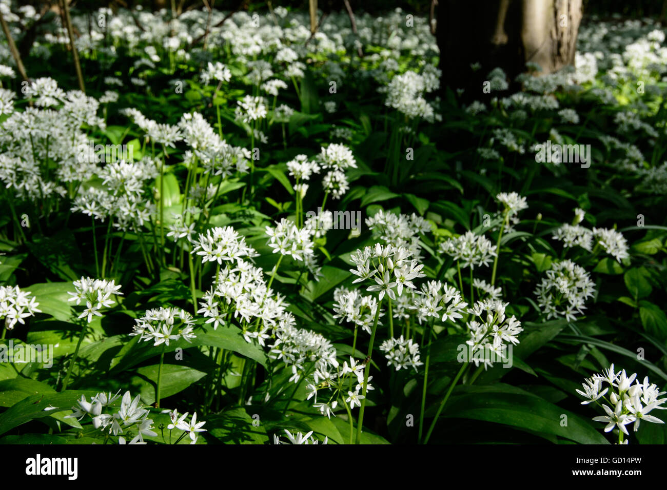 Nationalpark Donauauen, Danube-Auen-Nationalpark: Bärlauch (Allium Ursinum) in den Auen der Donau, Aust blüht Stockfoto