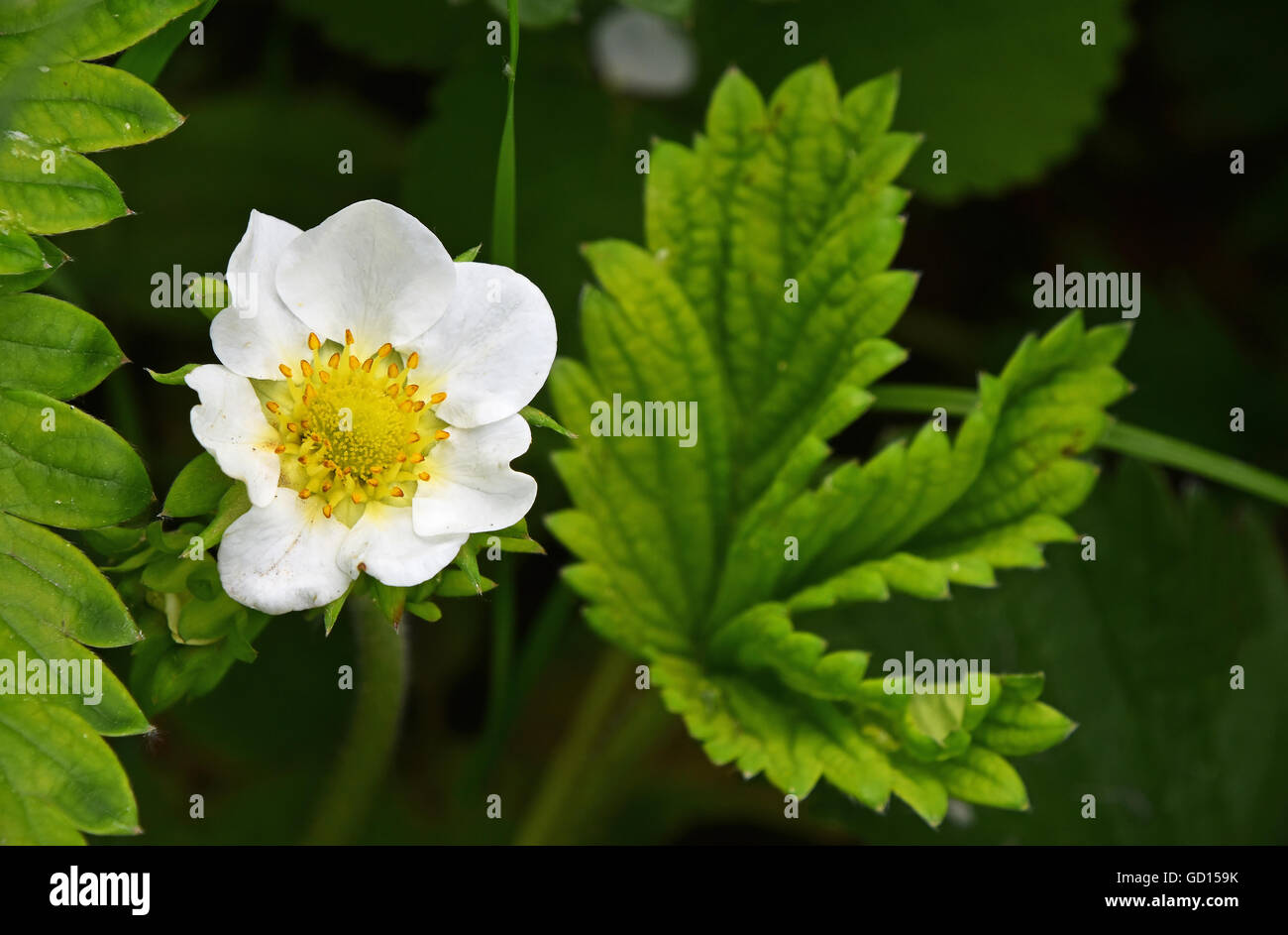 Eine kleine weiße Erdbeer Blume Blüte und grüne Blätter im Garten Stockfoto
