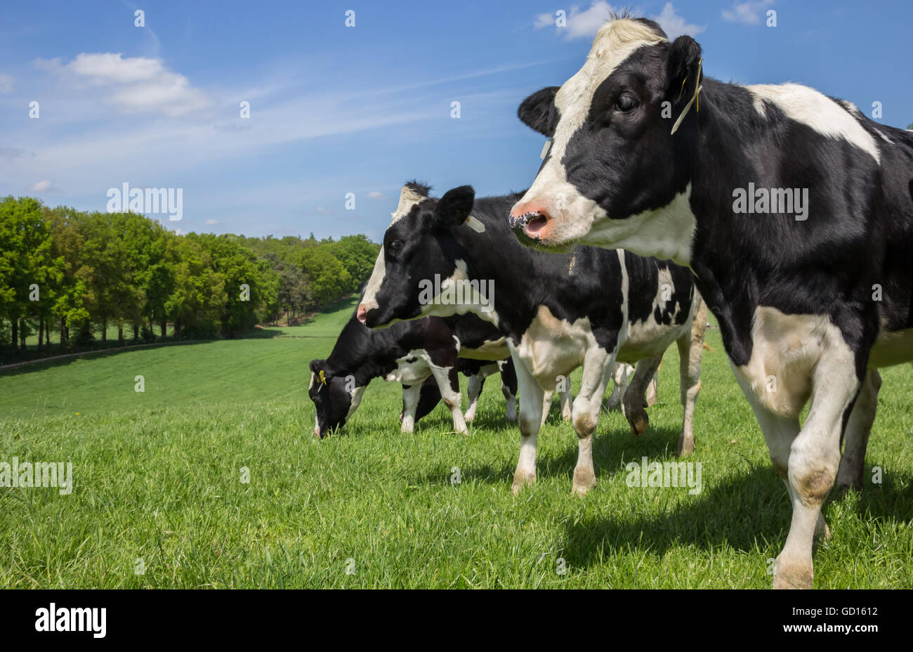 Niederländische Zwartbont Holstein Kühe auf einem grünen Rasen Wiese Hügel Stockfoto