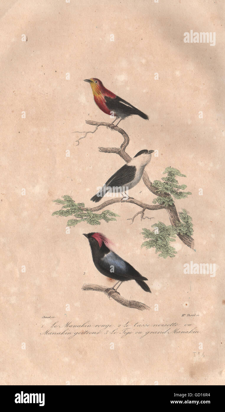 PIPRAS: Crimson Kapuzen Manakin; Nussknacker; Weißen bärtigen Manakin. BUFFON 1837 Stockfoto