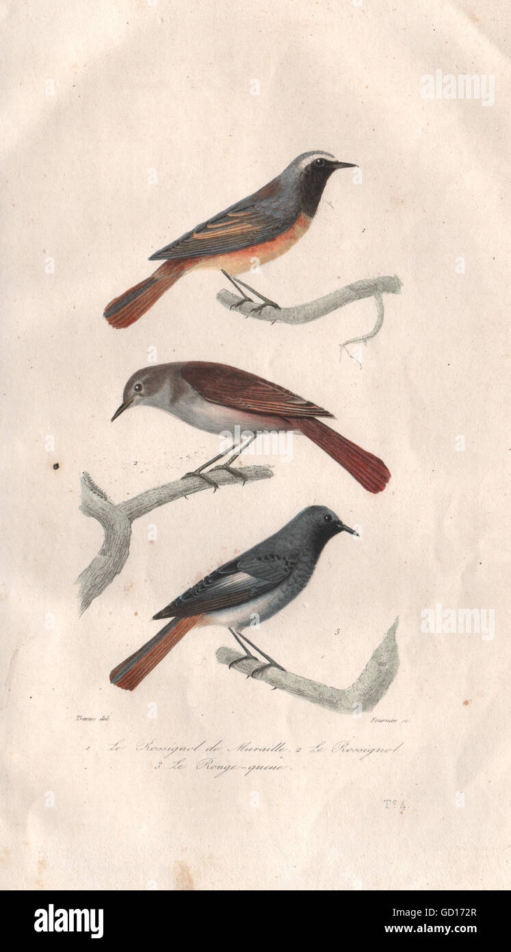 Vögel: Rossignol/de Muraille (Redstart/Nachtigall); Gartenrotschwänze BUFFON 1837 Stockfoto