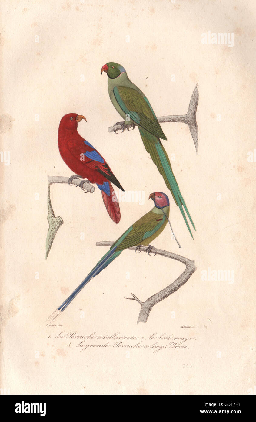PSITTACIDAE: Rose-beringt/Long-tailed Parakeets.Red-throated Lorikeet.BUFFON 1837 Stockfoto