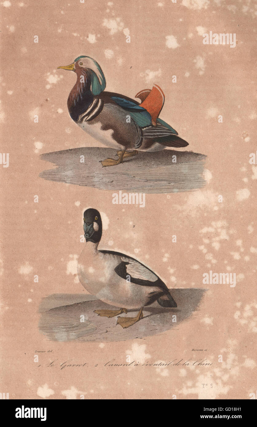 Geflügel: Garrot (Mandarin Duck); Barrow Goldeneye. BUFFON, antique print 1837 Stockfoto