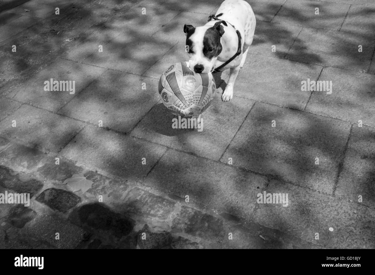 Ein Terrier Typ Hund einen Ball zurückholen Stockfoto