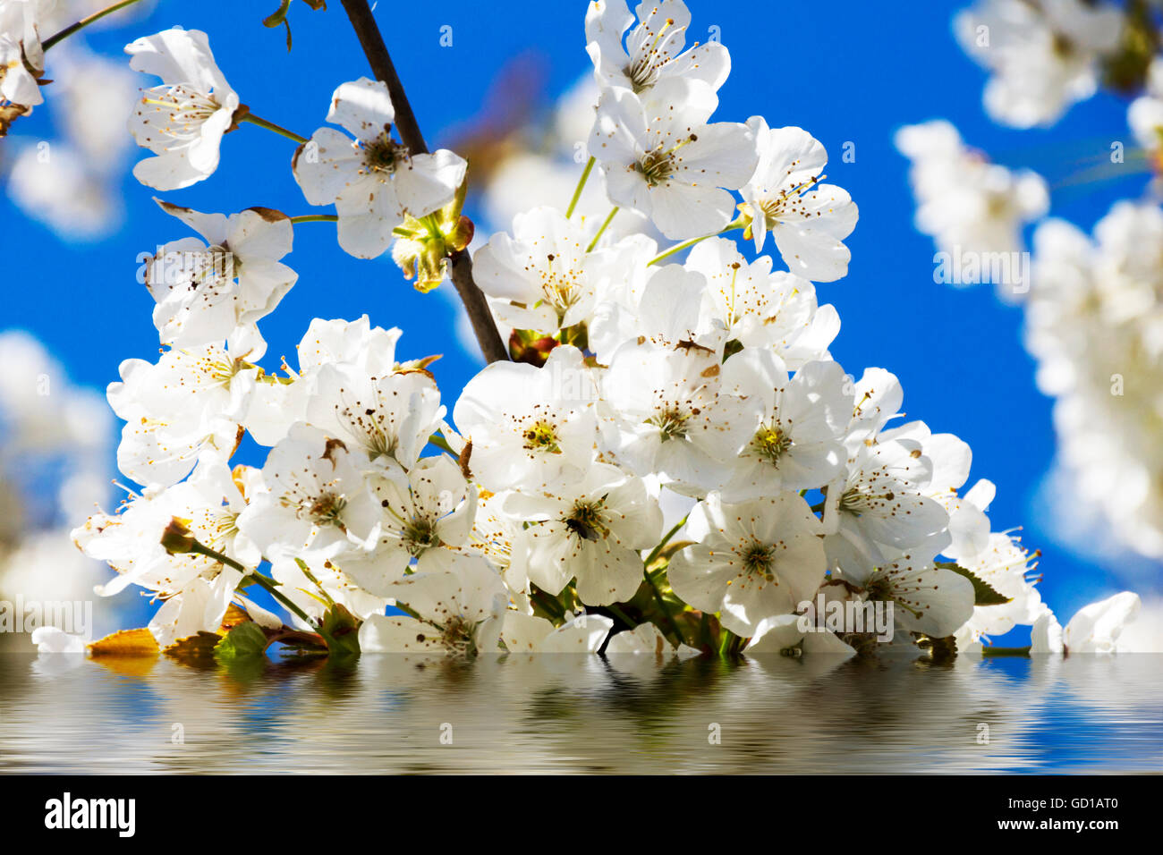 Kirschblüten mit Spiegelbild im Wasser Sonne und blauer Himmel Stockfoto