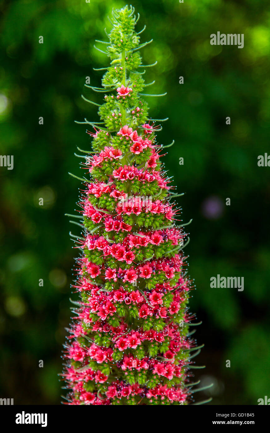 Echium Wildpretii, Echium Wildpretii, Blütenstand, Stockfoto