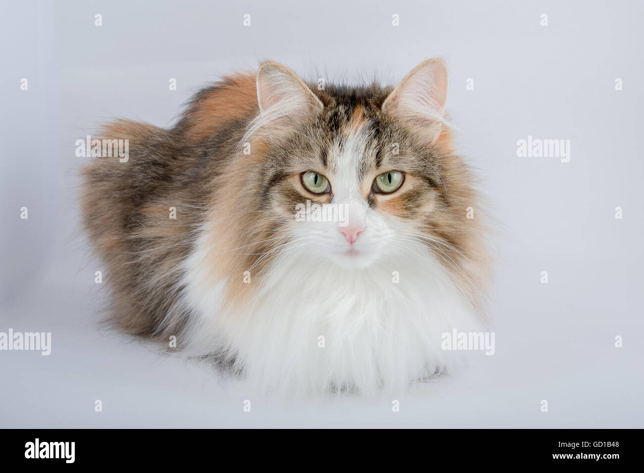 Lange Haare-Schildpatt-Katze Stockfoto