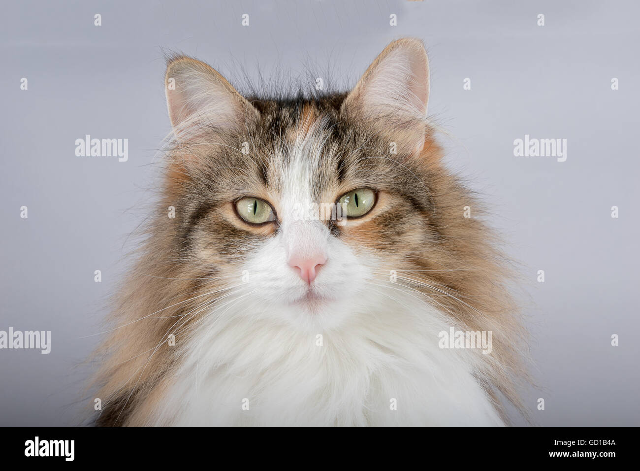 Lange Haare-Schildpatt-Katze Stockfoto