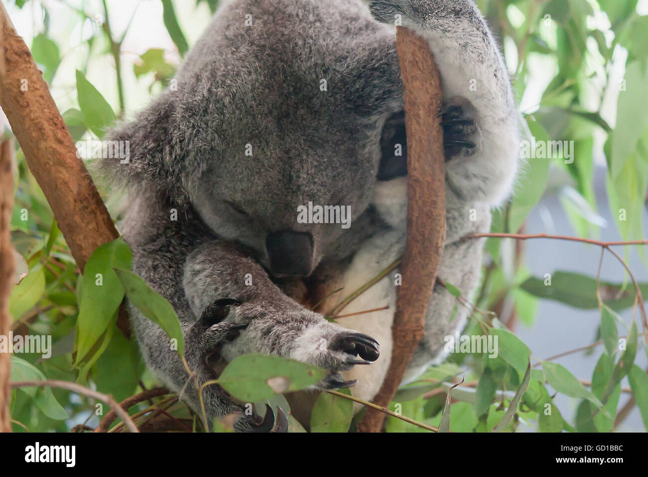 Schlafen, Koala, Koala-Schongebiet, Brisbane, Australien Stockfoto