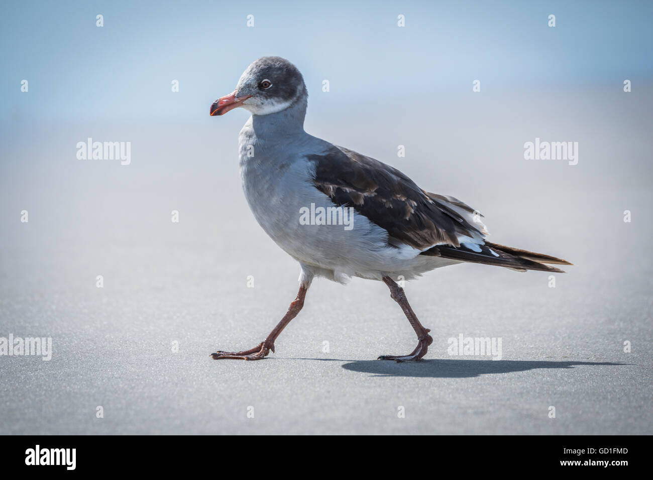 Eine juvenile Delfinmöwe (Leucophaeus Scoresbii) spaziert an Einem Sandstrand im Sonnenschein mit dem Meer im Hintergrund. Es hat Eine graue und weiße... Stockfoto