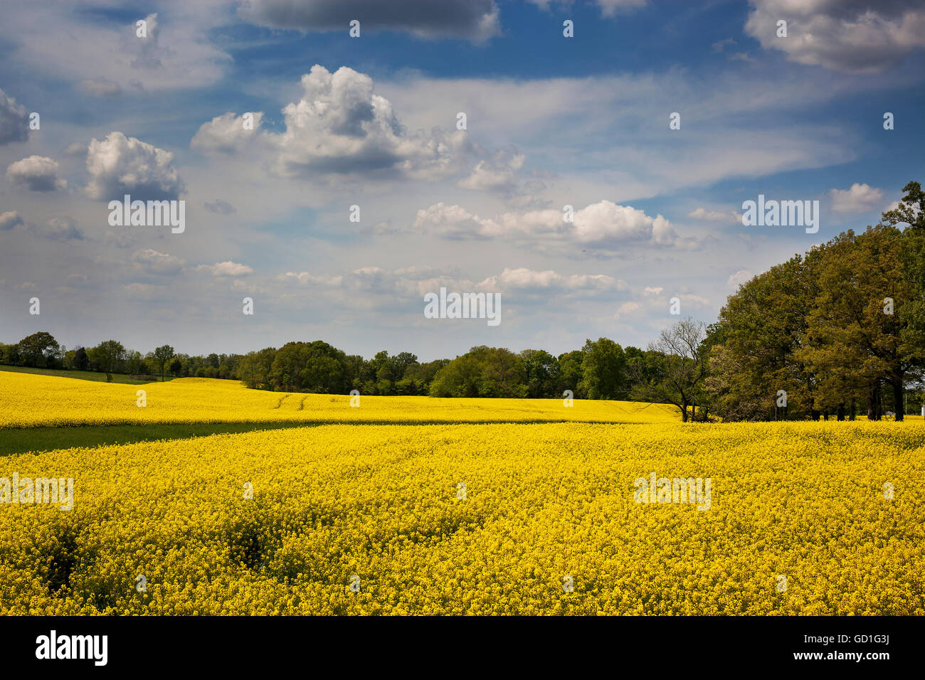 Eine goldfarbene Nutzpflanze Feld mit White clouds in den Himmel und die grüne Linie der Baum in der Ferne; Kentucky, USA Stockfoto