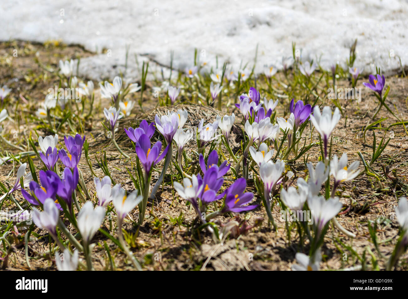 Bergfrühling Krokus (Crocus Vernus Albiflorus) Blumen in weiß und violett vor einem Patch von Schnee. Stockfoto