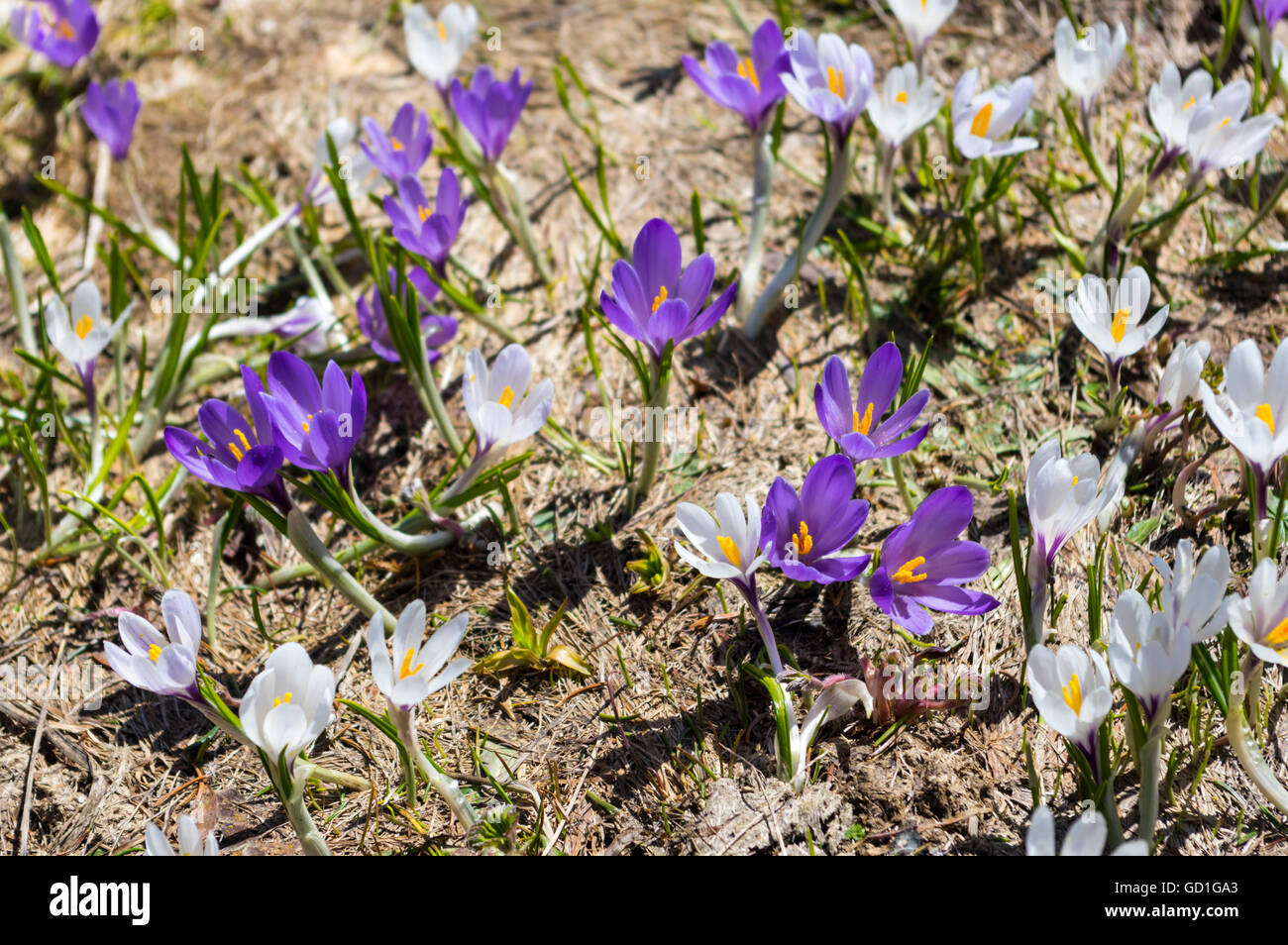 Bergfrühling Krokus (Crocus Vernus Albiflorus) Blumen in weiß und violett. Stockfoto