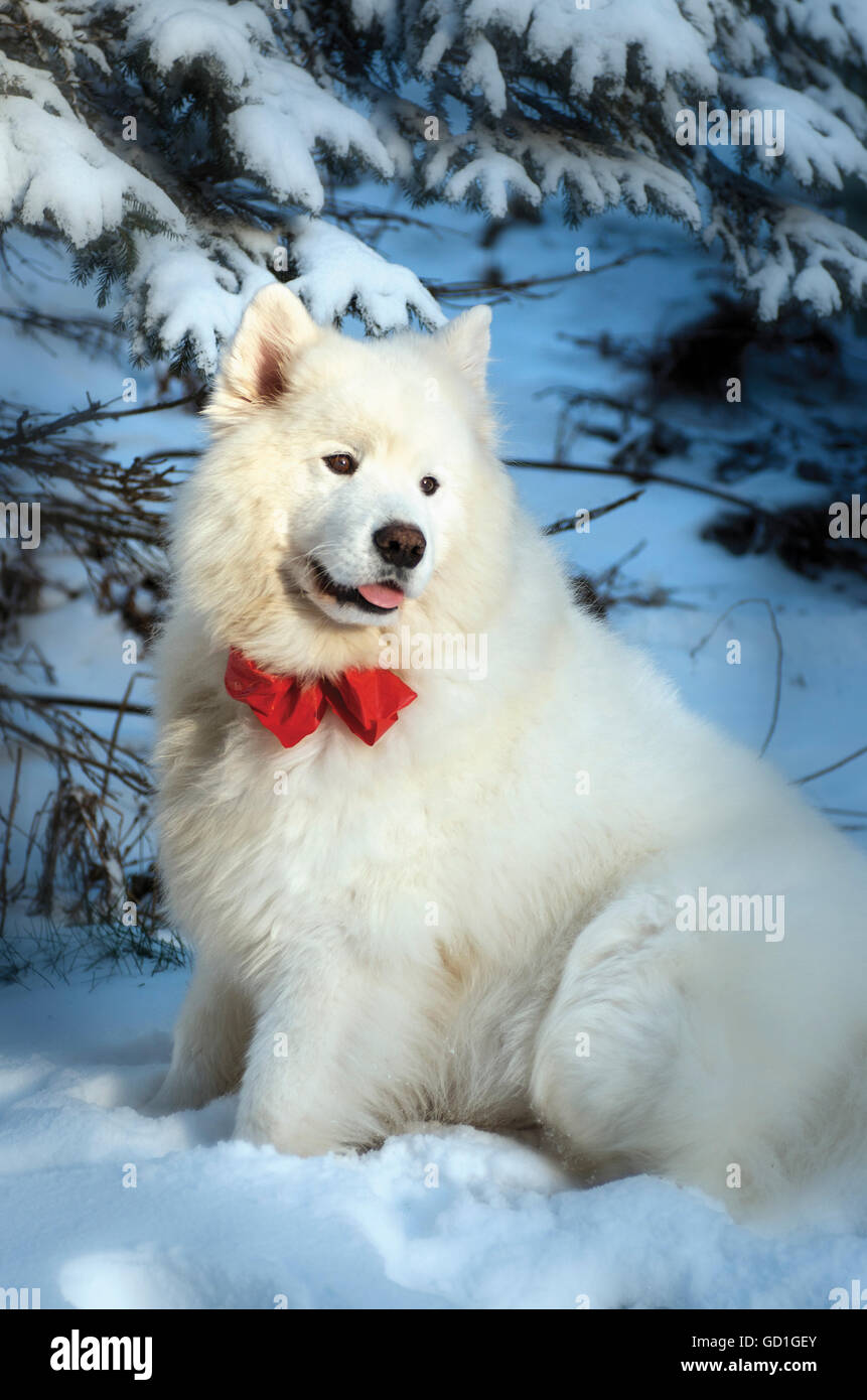 samoyed bow tie