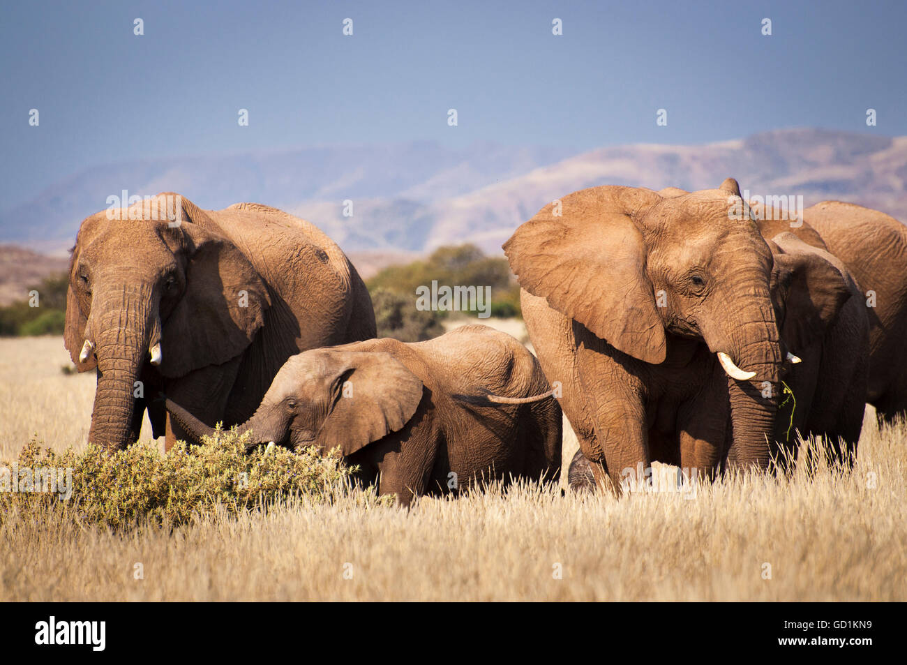 Herde von Elefanten in der Savanne, in Namibia, Afrika Stockfoto