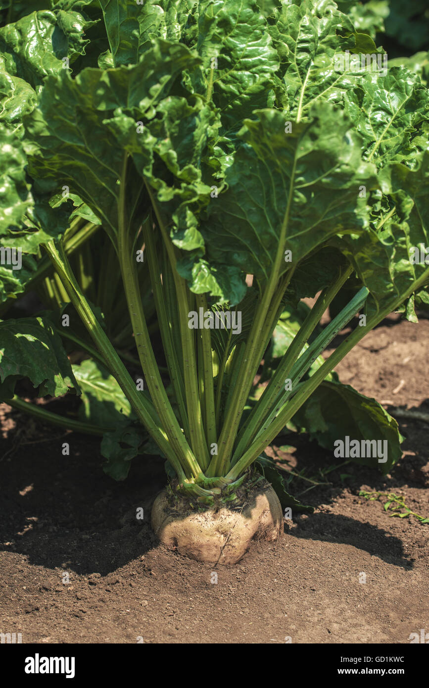 Zuckerrüben in den Boden, kultivierten Hackfrucht Feld, selektiven Fokus Stockfoto
