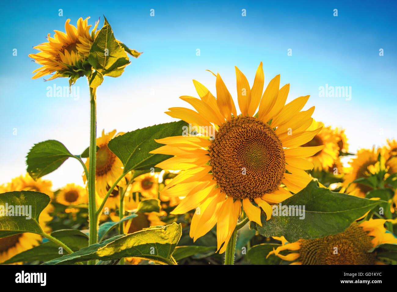 Schöne Sonnenblumen Kopf blühen im kultivierten Ernte Feld, selektiven Fokus Stockfoto