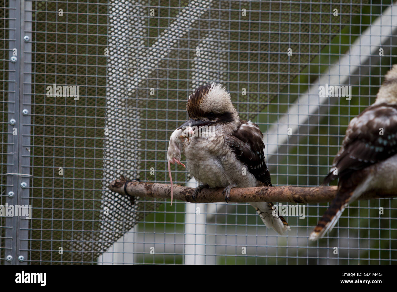Kookaburra, sitzend in einem Käfig mit einer Ratte im Schnabel Stockfoto