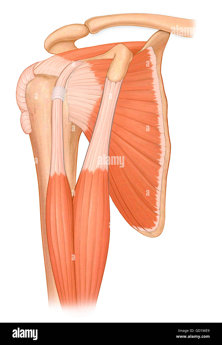 Sehen Sie drei Viertel normalen Schultergelenk mit Bizeps Muskeln und Muskeln der Rotatorenmanschette Stockfoto