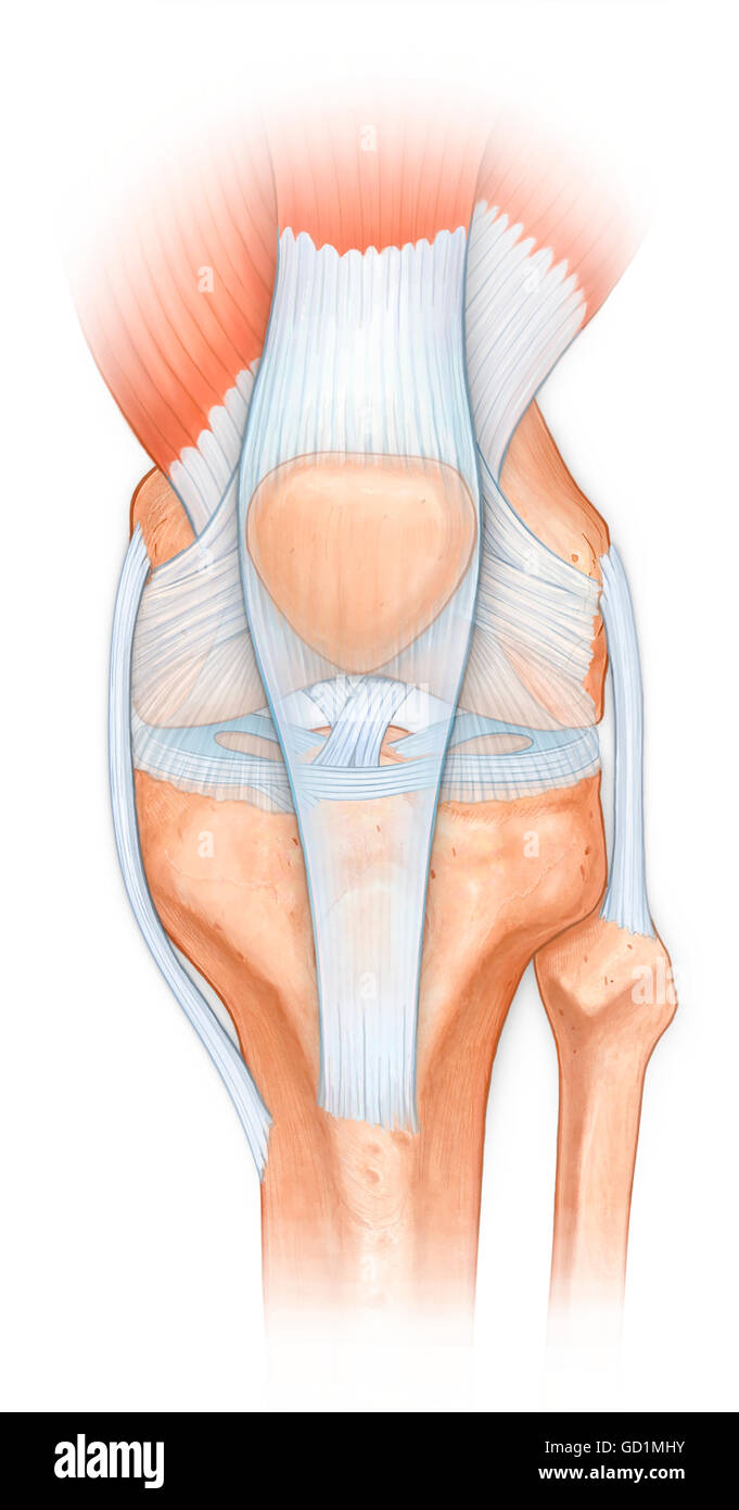 Normale Anatomie des Kniegelenk, Oberschenkelknochen, Schienbein, Wadenbein, Kniescheibe mit Patellasehne, Kreuzbänder, Meniskus, Acl, mcl Stockfoto