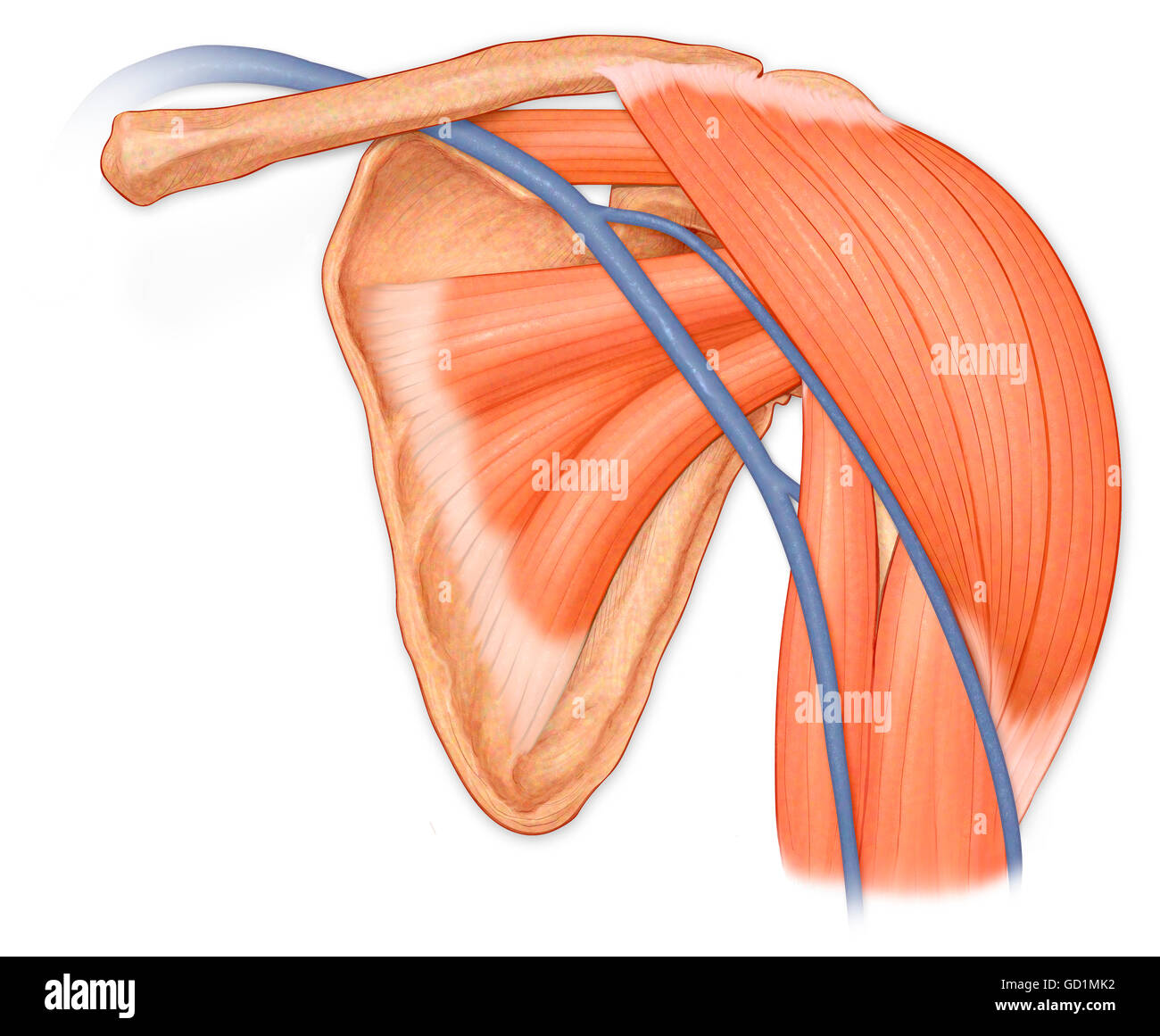 Normale Ansicht von ventral des Schultergelenks, Hilighting Deltamuskel, Supraspinatus, Subscapularis und Bizeps Muskeln und cephalic Ader Stockfoto