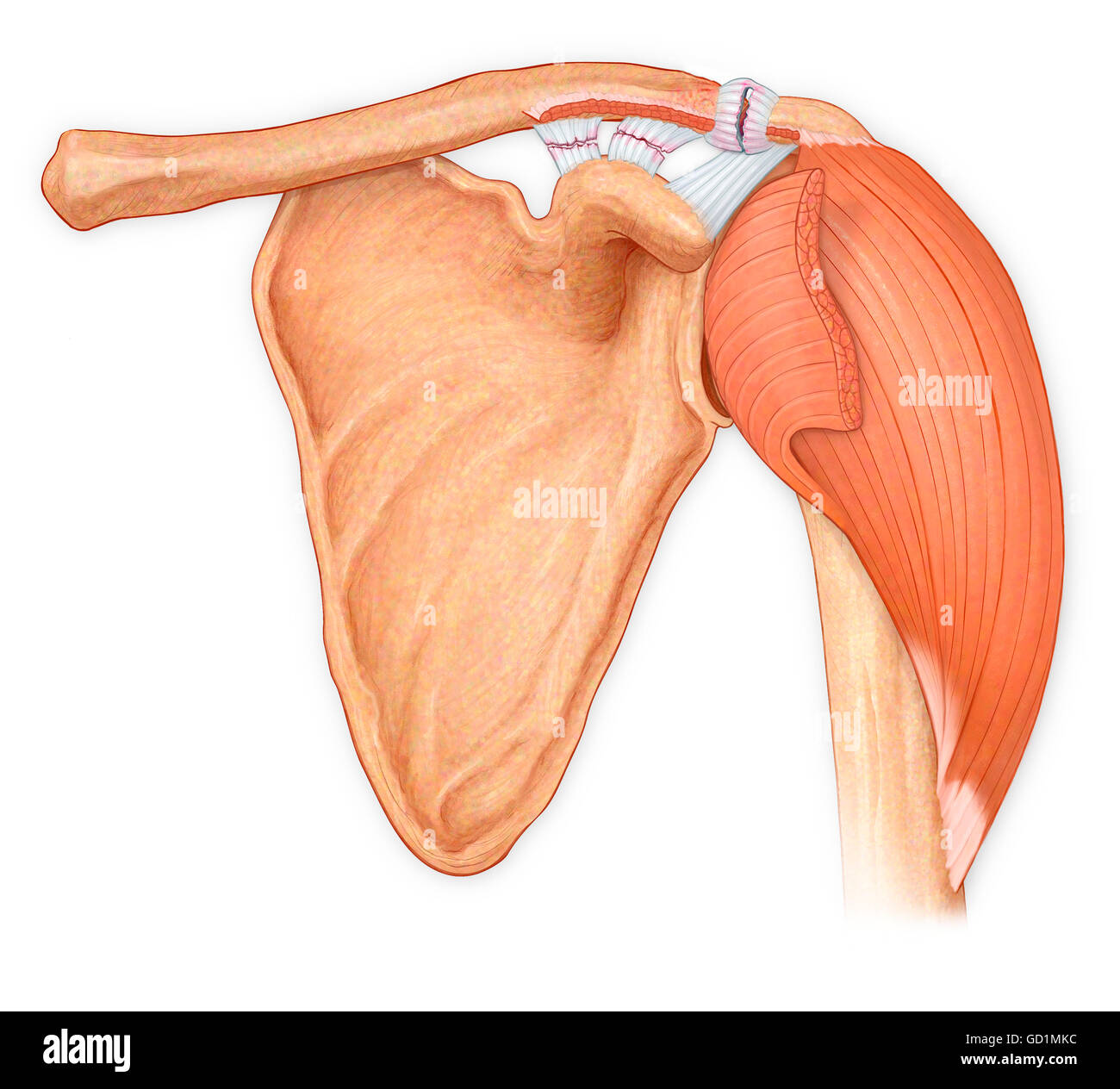 Ansicht von ventral des Schultergelenks, Hilighting reflektiert, Deltamuskel, zeigt hin und her gerissen Coracoacromial, Trapez und Konoid, Schultereckgelenk Bänder Stockfoto