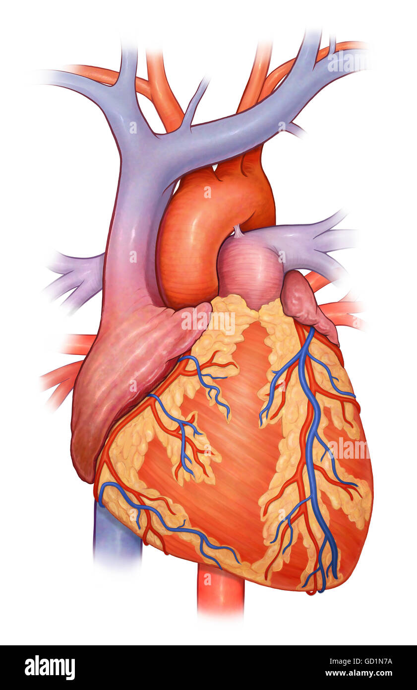 Blick nach vorne auf ein normales Herz und es ist Cornonary Arterien und Venen Stockfoto