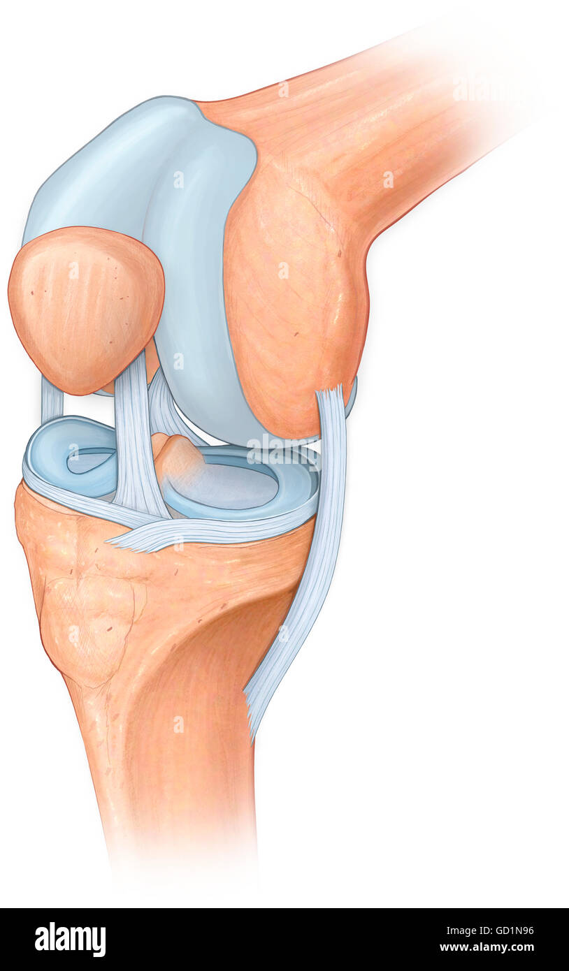 Dreiviertel-Ansicht des Kniegelenks zeigt den Meniskus, Kreuzband, Acl und Mcl-Bänder Stockfoto