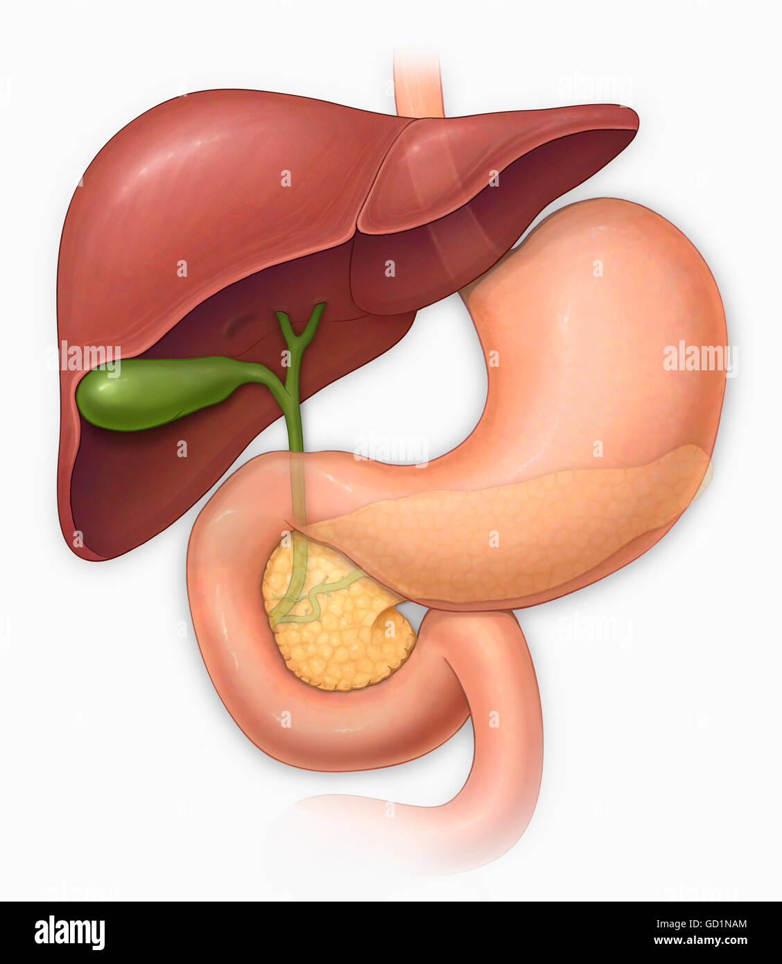 Normale Ansicht von ventral von Leber, Magen, Möwe Blase, Bauchspeicheldrüse und Choledochus Stockfoto