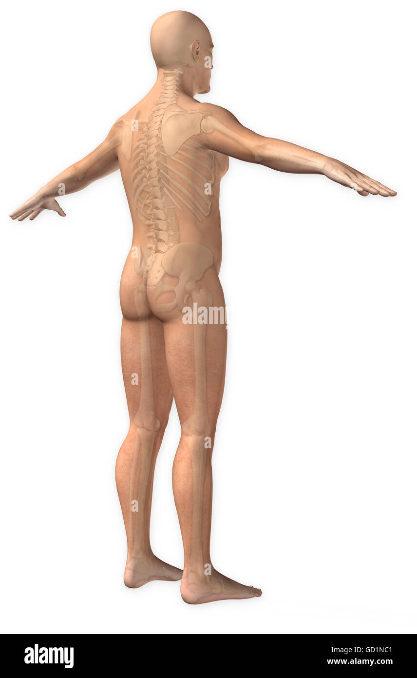 Normalansicht Dreiviertel posterior eines Mannes mit der vollständigen Skelett-Systems Stockfoto