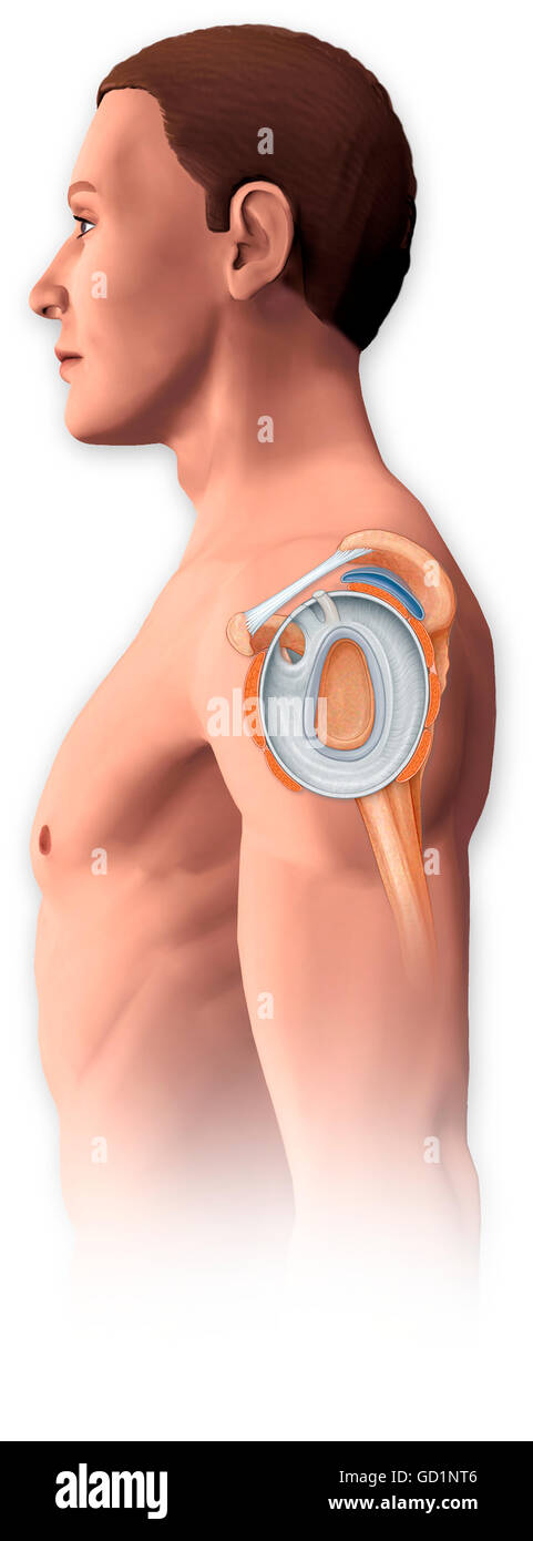 Normalen Seitenansicht der Schulter gemeinsame Hilighting Labrum, Coracocromial Ligament, Bursa und Muskeln der Rotatorenmanschette Stockfoto