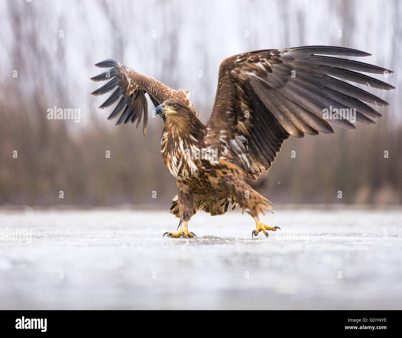 Juvenile Seeadler (Haliaeetus Horste) gleiten auf einem eisbedeckten marsh Stockfoto