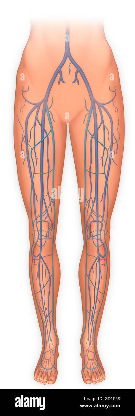 Ansicht von ventral der Beine und das veinous system Stockfoto