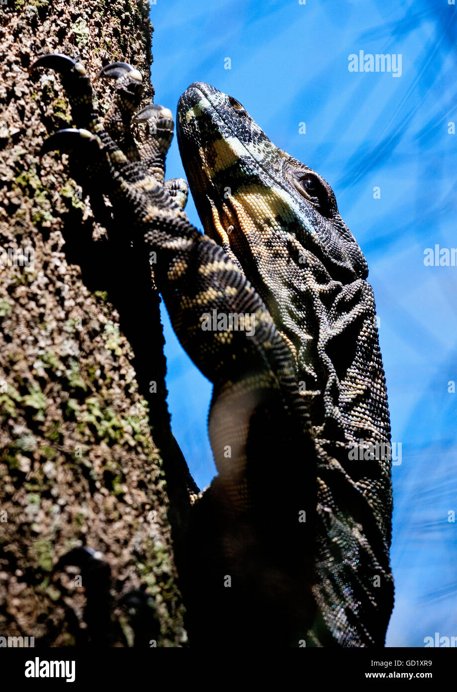 Goanna Kletterbaum Stockfoto