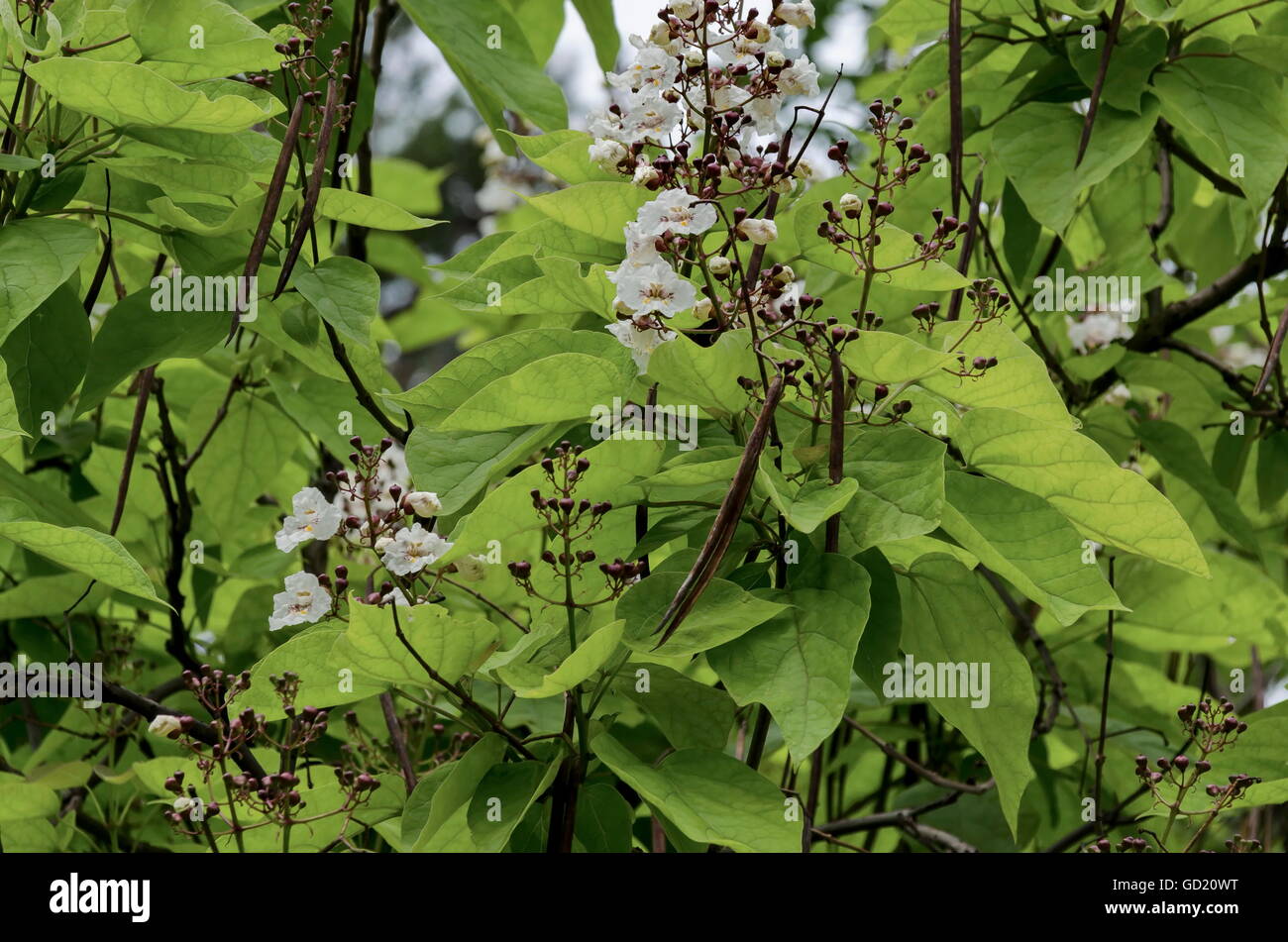 50+ Vom Hibiskus Baum Zweig Mit Knospe Abgebrochen, Sorgen sie