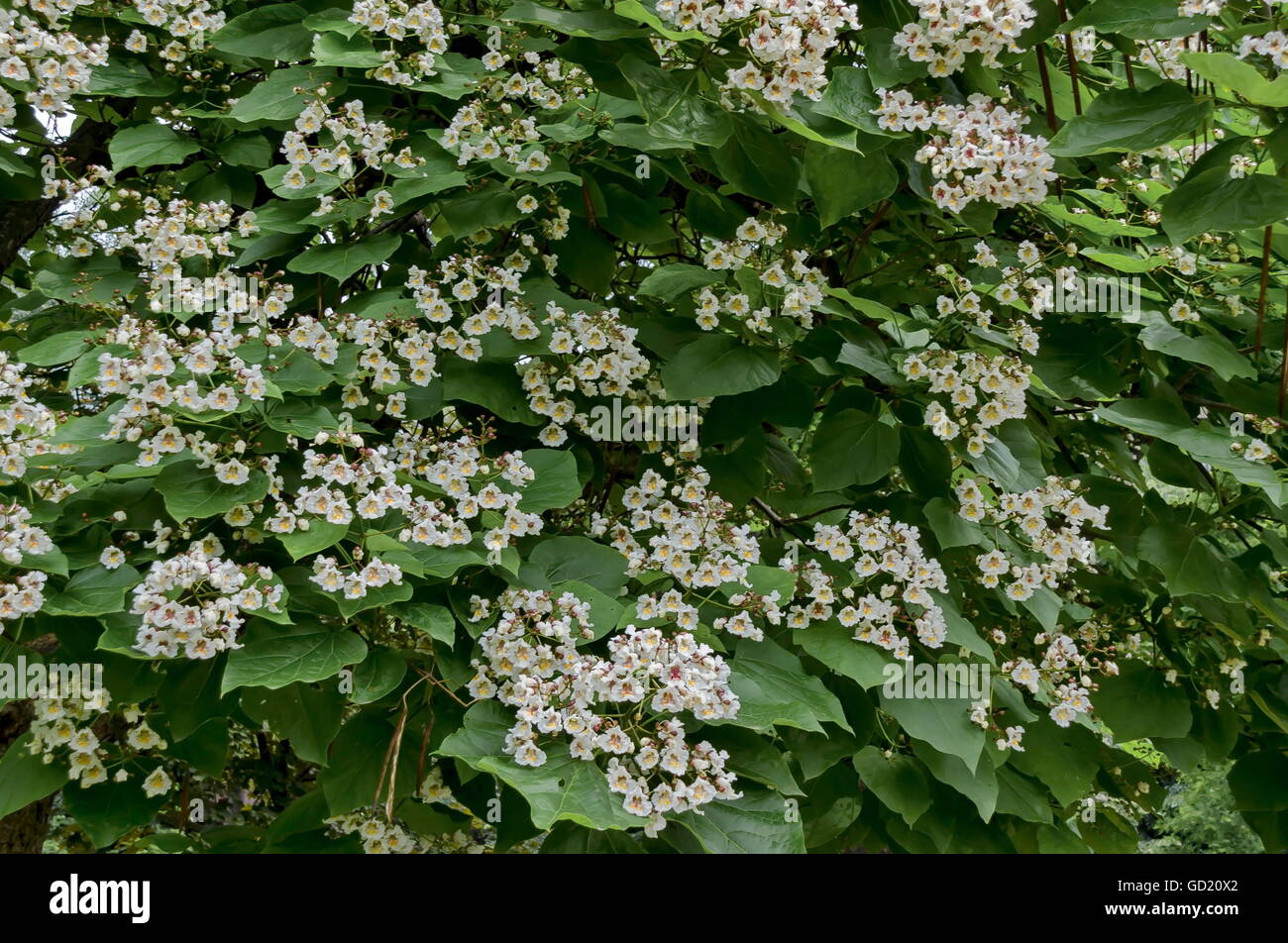 Zweig mit Knospe und Blüte der indischen Bohne Baum Blumen oder Catalpa
