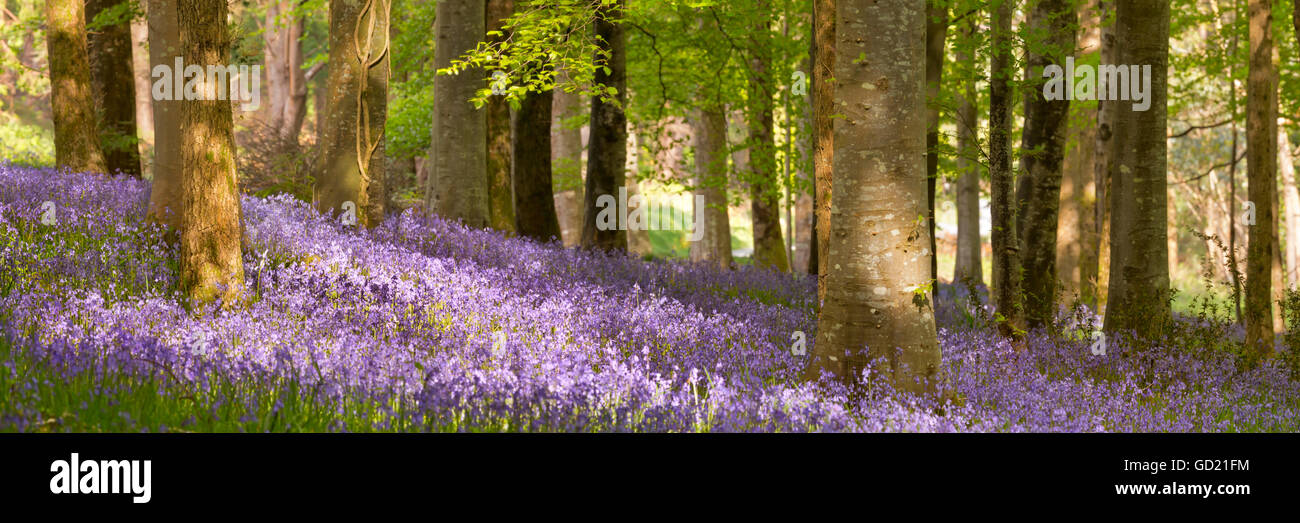 Blühenden Glockenblumen in Tollymore Forest Park in Nordirland. Stockfoto