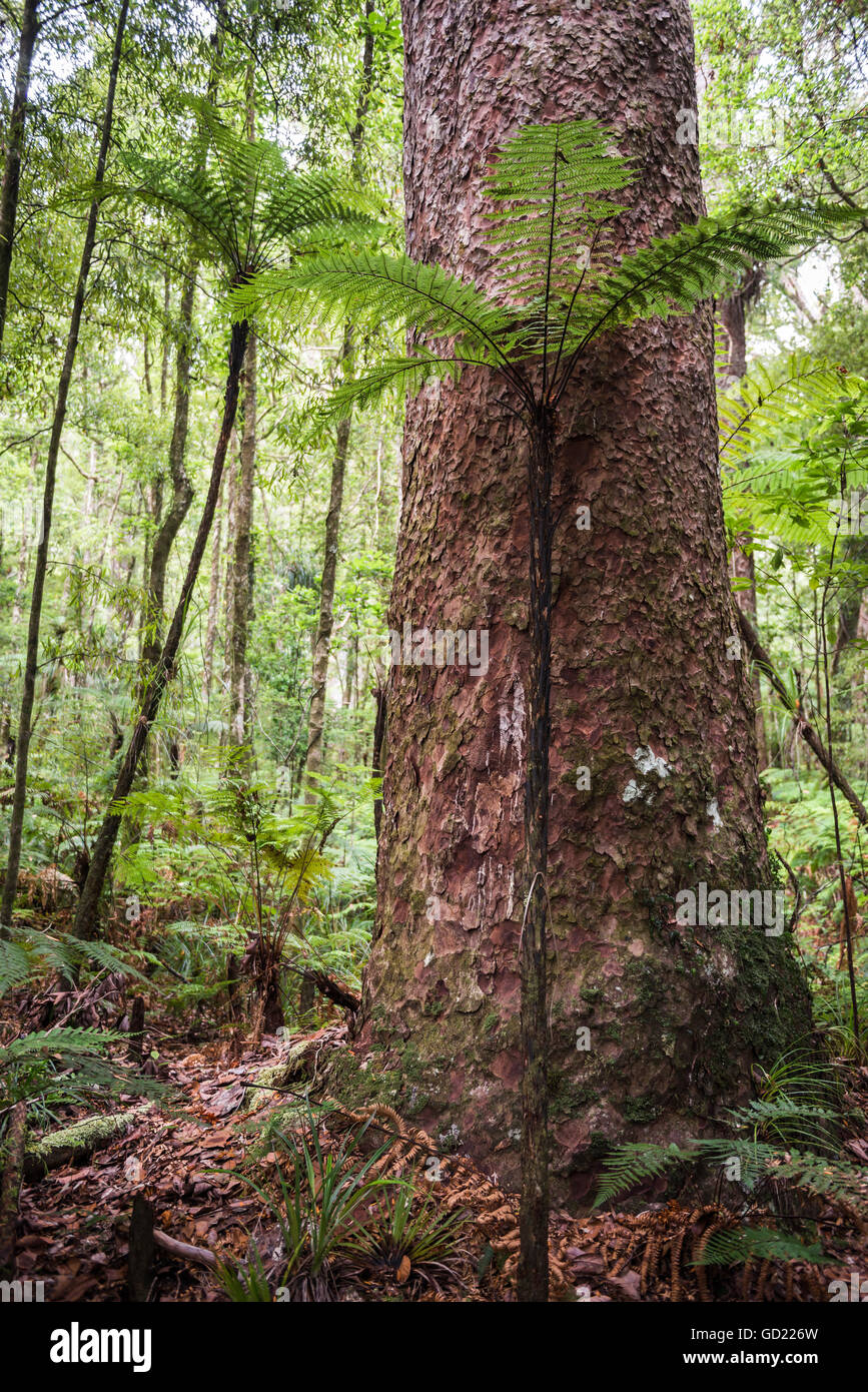 Farn und Kauri-Baum, Waipoua Kauri Forest, Region Northland, North Island, Neuseeland, Pazifik Stockfoto