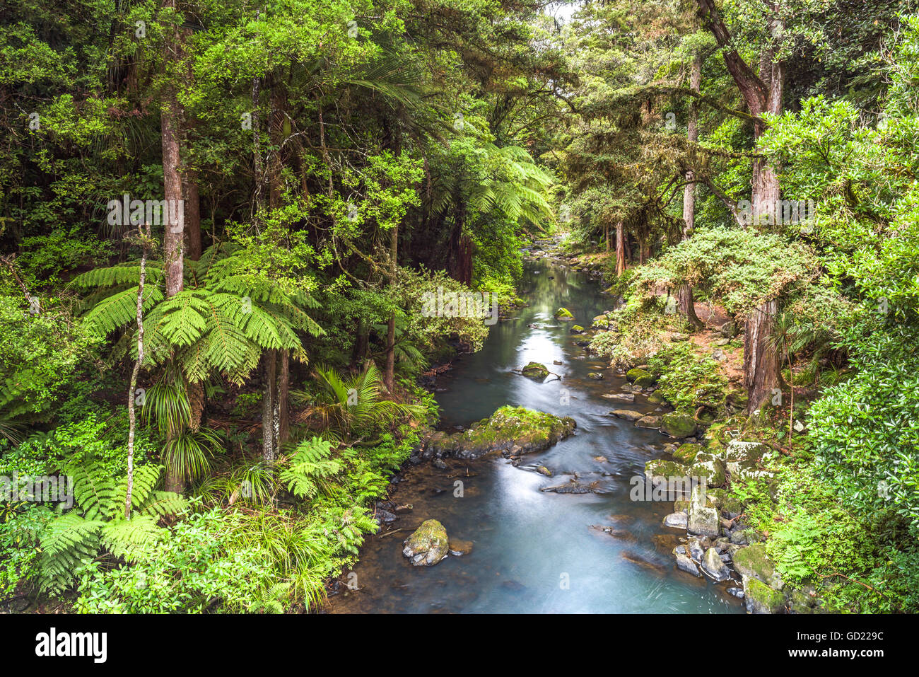 Hatea Flusslandschaft in Whangarei Falls, ein Wasserfall in den Nordlanden Region of North Island, Neuseeland, Pazifik Stockfoto
