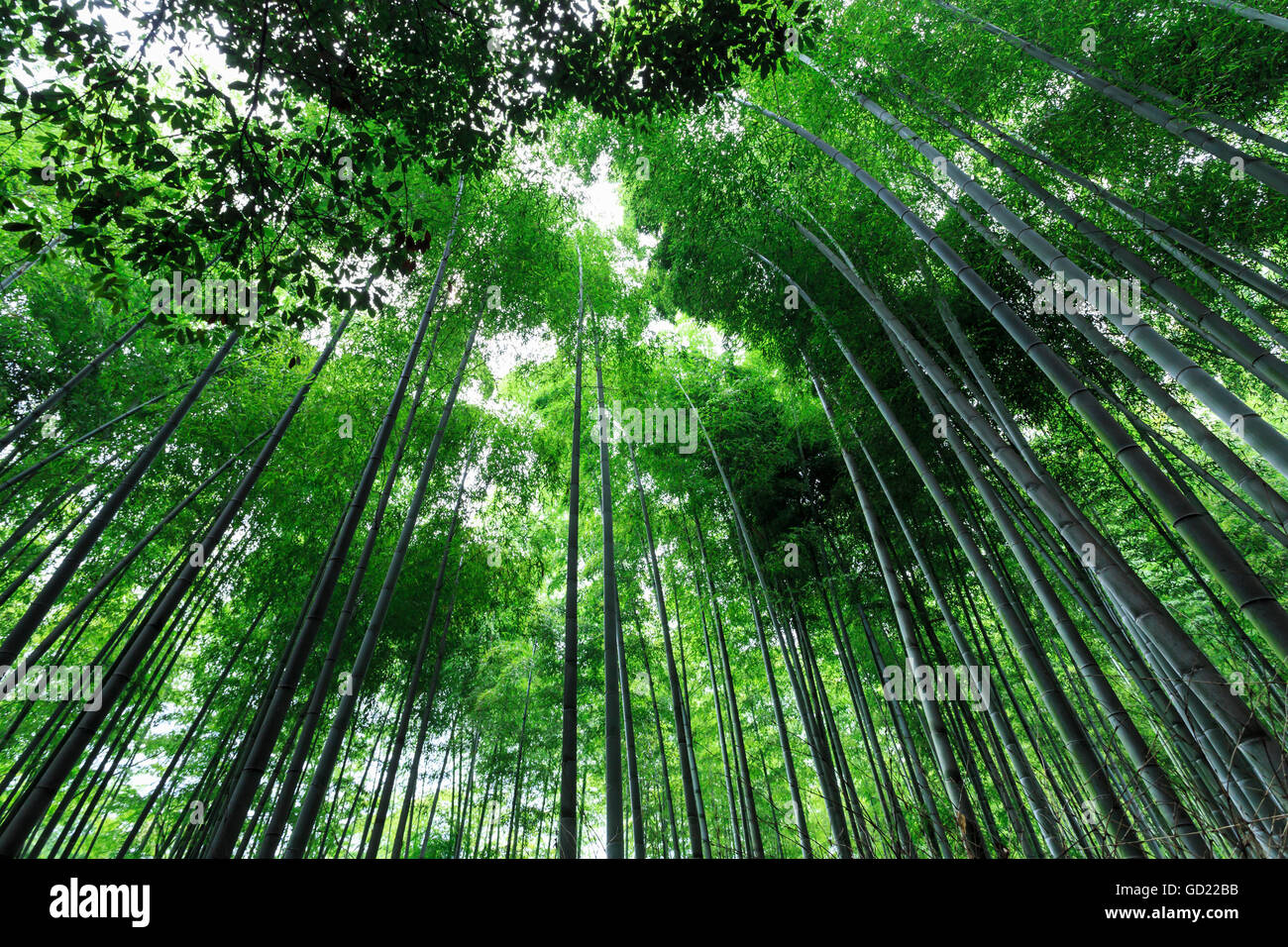 Arashiyama Bambushain im Sommer, Arashiyama, Western Kyoto, Japan, Asien Stockfoto