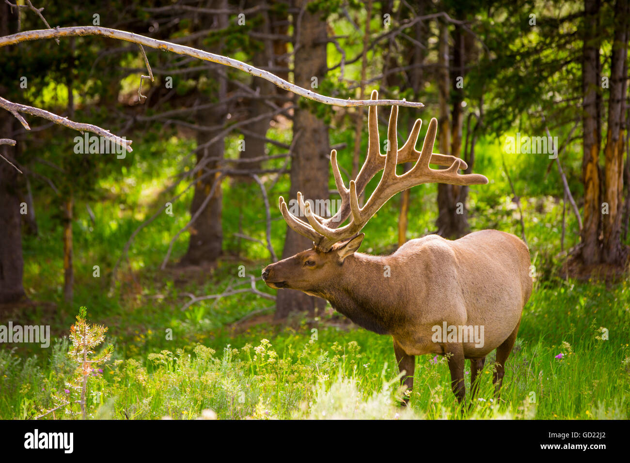 Elch im Yellowstone-Nationalpark, Wyoming, Vereinigte Staaten von Amerika, Nordamerika Stockfoto