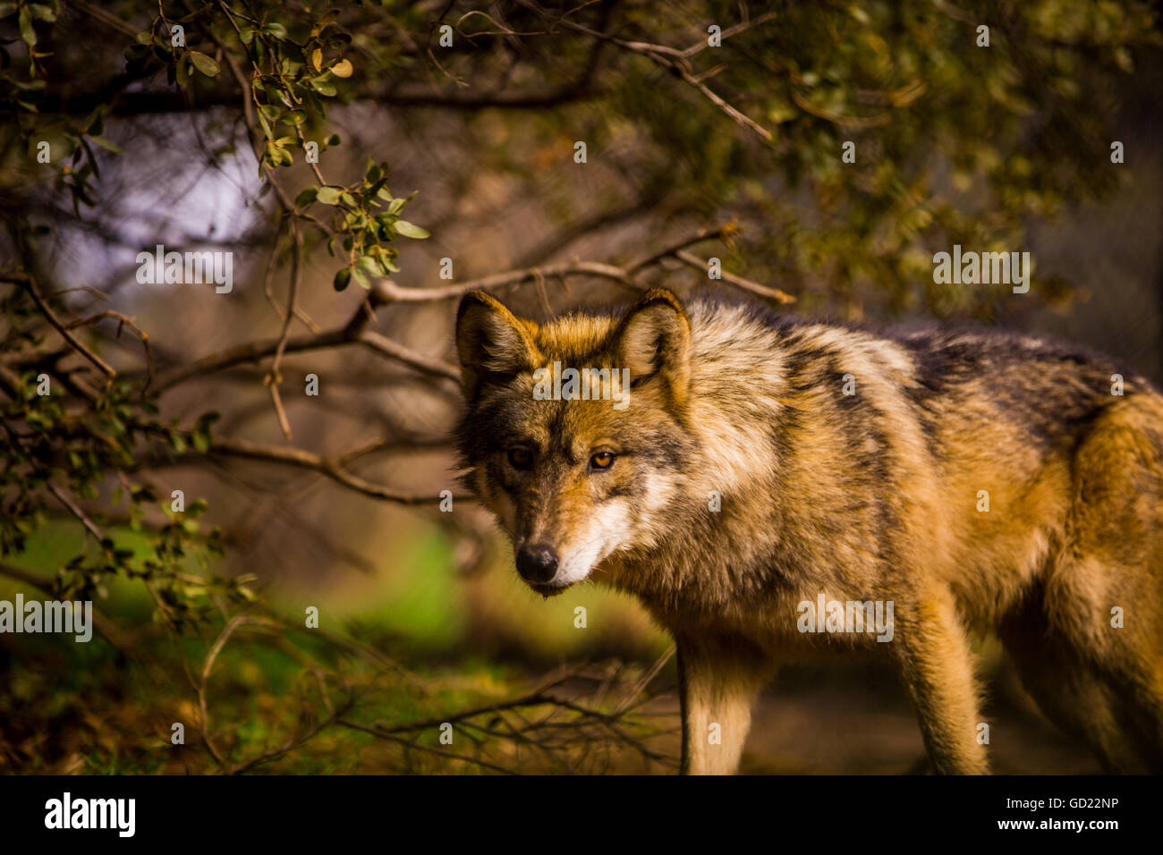 Mexikanischer Wolf, Julien, California, Vereinigte Staaten von Amerika, Nordamerika Stockfoto