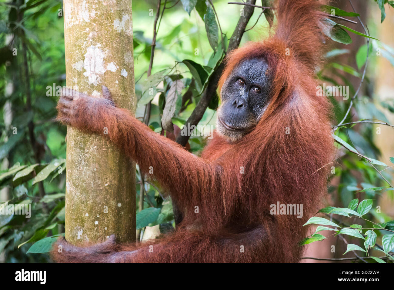 Weiblicher Orang-Utan (Pongo Abelii) im Dschungel in der Nähe von Bukit Lawang, Gunung Leuser National Park, Nord-Sumatra, Indonesien, Asien Stockfoto