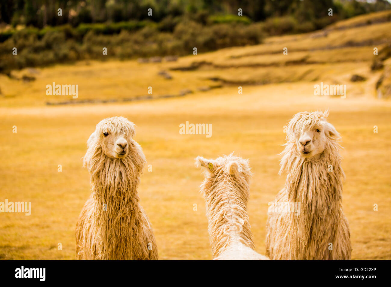 Drei Lamas, Sacsayhuaman Ruinen, Cusco, Peru, Südamerika Stockfoto