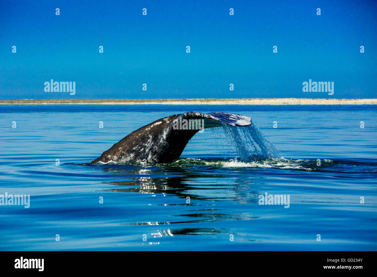 Graue Wale, Whale Watching, Magdalena Bay, Mexiko, Nordamerika Stockfoto