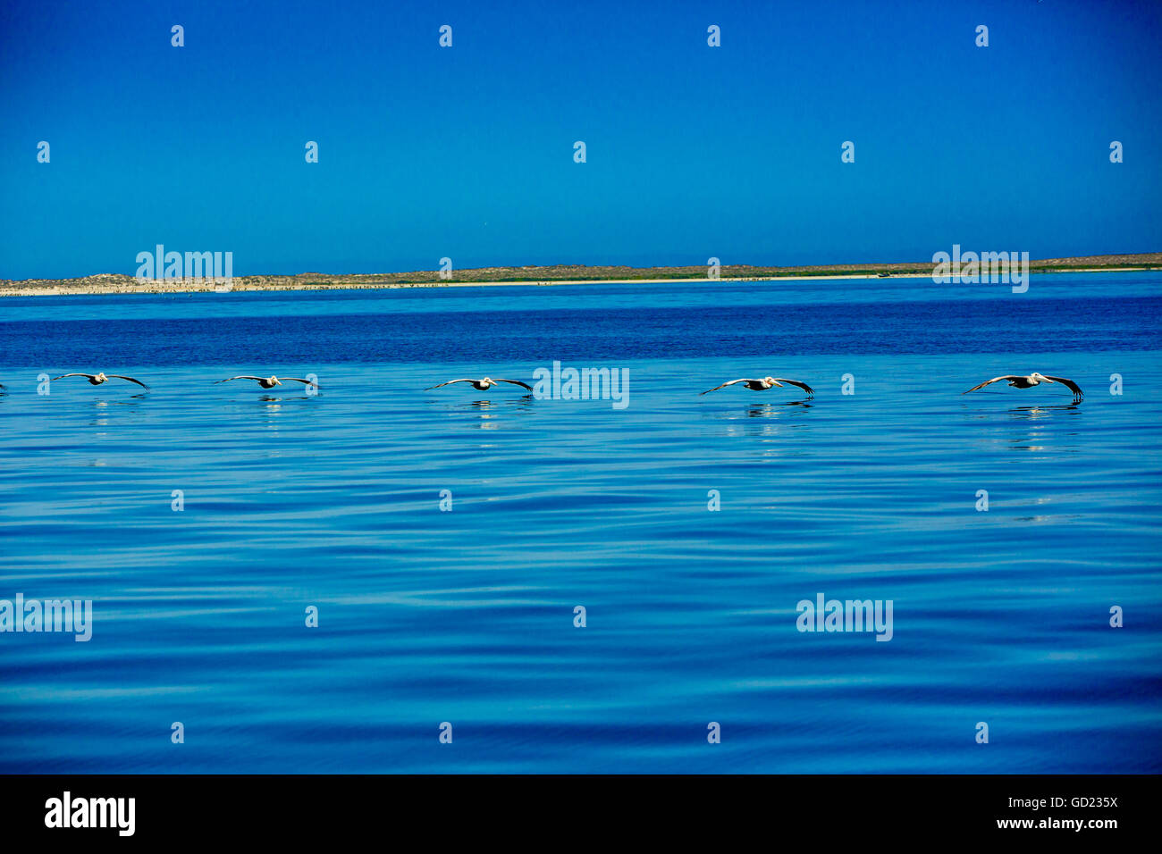 Pelikane, Walbeobachtung, Magdalena Bay, Mexiko, Nordamerika Stockfoto