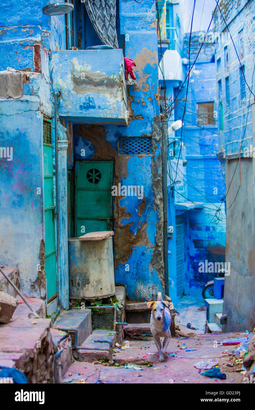 Straßenszene von blaue Häuser, Jodhpur, die blaue Stadt, Rajasthan, Indien, Asien Stockfoto