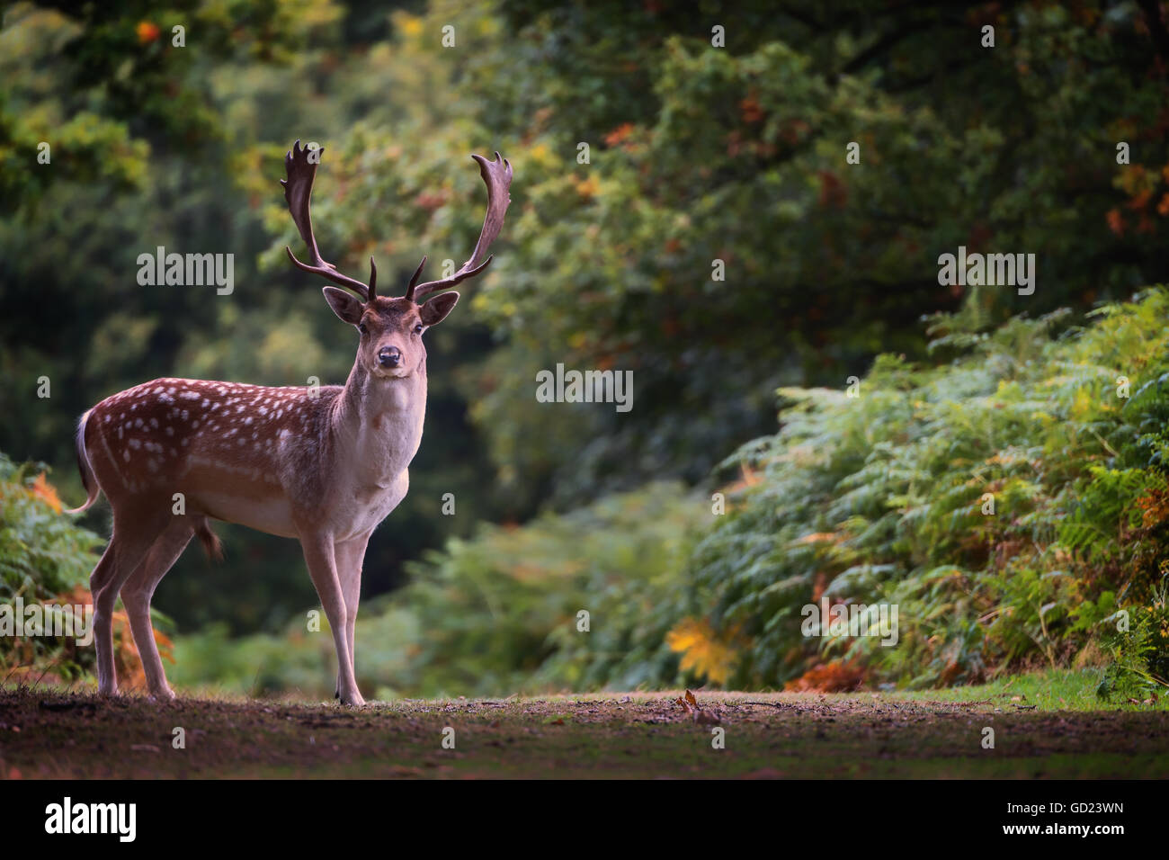 Damhirsch (Dama Dama) in einem herbstlichen Wald, Bradgate, England, Vereinigtes Königreich, Europa Stockfoto